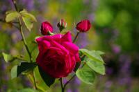 53114